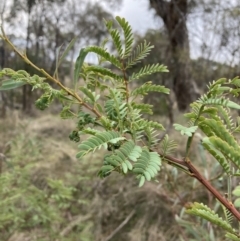 Acacia rubida (Red-stemmed Wattle, Red-leaved Wattle) at Hackett, ACT - 28 Jul 2023 by waltraud