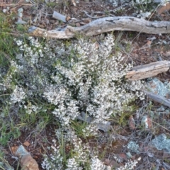 Cryptandra amara (Bitter Cryptandra) at Yass River, NSW - 22 Oct 2021 by 120Acres