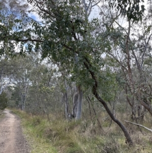 Eucalyptus bridgesiana at Aranda, ACT - 29 Jul 2023