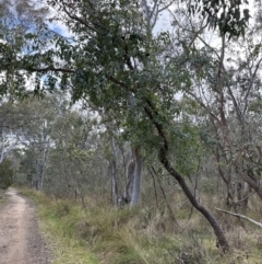 Eucalyptus bridgesiana (Apple Box) at Aranda Bushland - 29 Jul 2023 by lbradley