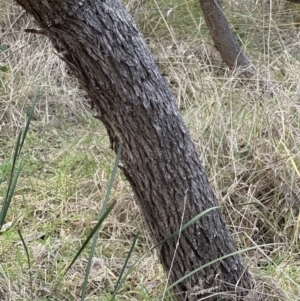 Eucalyptus bridgesiana at Aranda, ACT - 29 Jul 2023