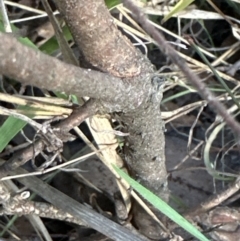 Grevillea alpina at Aranda, ACT - 29 Jul 2023