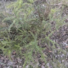 Grevillea alpina at Aranda, ACT - 29 Jul 2023