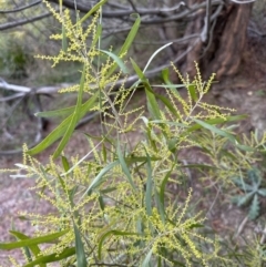Acacia longifolia subsp. longifolia (sallow or Sydney golden wattle) at Aranda, ACT - 29 Jul 2023 by lbradley