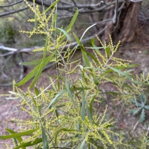 Acacia longifolia subsp. longifolia at Belconnen, ACT - 29 Jul 2023