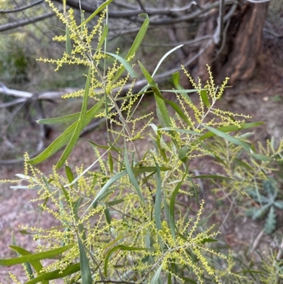 Acacia longifolia subsp. longifolia (Sydney Golden Wattle) at Aranda, ACT - 29 Jul 2023 by lbradley
