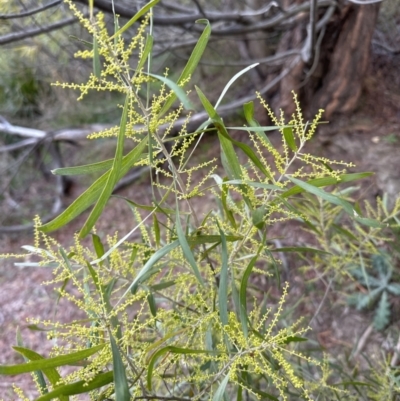 Acacia longifolia subsp. longifolia (sallow or Sydney golden wattle) at Aranda, ACT - 29 Jul 2023 by lbradley