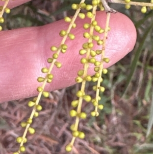 Acacia longifolia subsp. longifolia at Aranda, ACT - 29 Jul 2023 04:15 PM