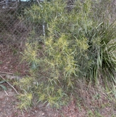 Acacia longifolia subsp. longifolia at Aranda, ACT - 29 Jul 2023