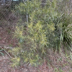 Acacia longifolia subsp. longifolia at Belconnen, ACT - 29 Jul 2023