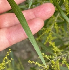 Acacia longifolia subsp. longifolia at Aranda, ACT - 29 Jul 2023 04:15 PM