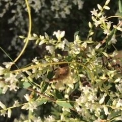 Apis mellifera (European honey bee) at Evans Head, NSW - 29 Jul 2023 by AliClaw