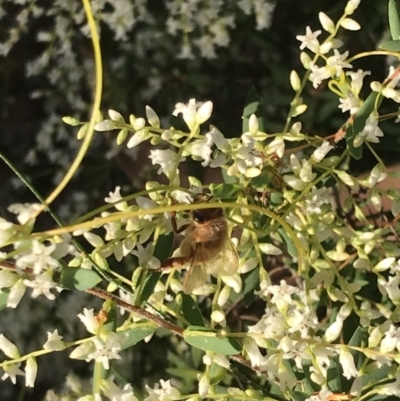 Unidentified Bee (Hymenoptera, Apiformes) at Evans Head, NSW - 29 Jul 2023 by AliClaw