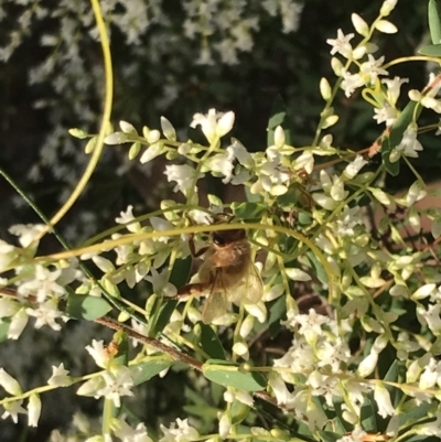 Apis mellifera (European honey bee) at Evans Head, NSW - 29 Jul 2023 by AliClaw