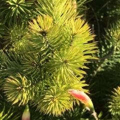 Astroloma pinifolium (Pine Heath) at Evans Head, NSW - 29 Jul 2023 by AliClaw