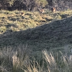 Macropus giganteus (Eastern Grey Kangaroo) at Evans Head, NSW - 29 Jul 2023 by AliClaw