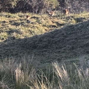 Macropus giganteus at Evans Head, NSW - 29 Jul 2023