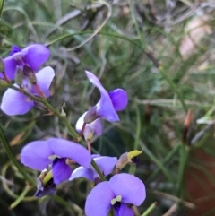 Hardenbergia violacea at Evans Head, NSW - 29 Jul 2023 by AliClaw