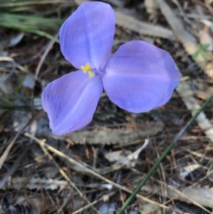Patersonia (genus) at Evans Head, NSW - 29 Jul 2023 03:20 PM