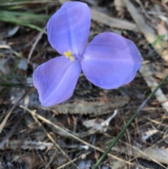 Patersonia sp. at Evans Head, NSW - 29 Jul 2023 by AliClaw