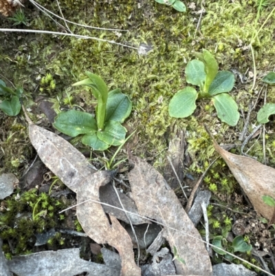 Pterostylis nutans (Nodding Greenhood) at Belconnen, ACT - 29 Jul 2023 by lbradley