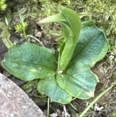 Pterostylis nutans at Aranda, ACT - 29 Jul 2023