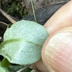 Pterostylis nutans at Aranda, ACT - suppressed