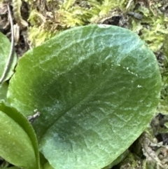 Pterostylis nutans at Aranda, ACT - suppressed