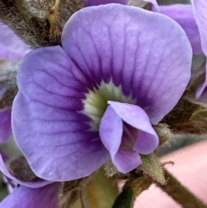 Hovea heterophylla at Aranda, ACT - 29 Jul 2023