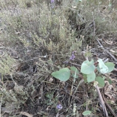 Hovea heterophylla at Aranda, ACT - 29 Jul 2023