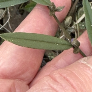 Hovea heterophylla at Aranda, ACT - 29 Jul 2023