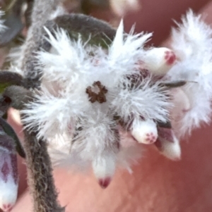 Styphelia attenuata at Aranda, ACT - 29 Jul 2023