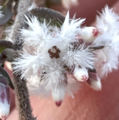 Leucopogon attenuatus (Small-leaved Beard Heath) at Aranda Bushland - 29 Jul 2023 by lbradley