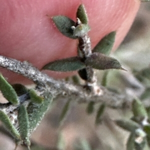 Styphelia attenuata at Aranda, ACT - 29 Jul 2023