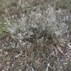 Styphelia attenuata at Aranda, ACT - 29 Jul 2023