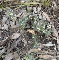 Melichrus urceolatus at Aranda, ACT - 29 Jul 2023 04:47 PM