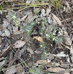 Melichrus urceolatus at Aranda, ACT - 29 Jul 2023