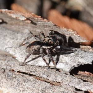 Jotus auripes at Bango, NSW - suppressed