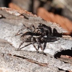 Jotus auripes (Jumping spider) at Bango, NSW - 5 May 2023 by RobG1