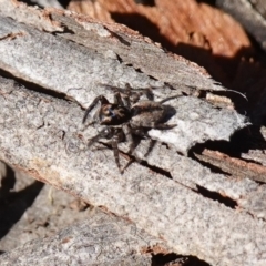 Jotus auripes at Bango, NSW - suppressed