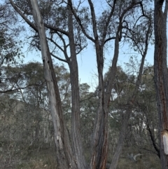 Eucalyptus macrorhyncha (Red Stringybark) at Aranda, ACT - 29 Jul 2023 by lbradley