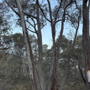 Eucalyptus macrorhyncha at Aranda, ACT - 29 Jul 2023