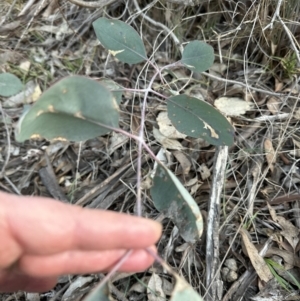 Eucalyptus macrorhyncha at Aranda, ACT - 29 Jul 2023 05:00 PM