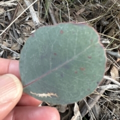 Eucalyptus macrorhyncha at Aranda, ACT - 29 Jul 2023