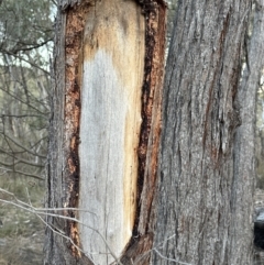 Eucalyptus macrorhyncha at Aranda, ACT - 29 Jul 2023 05:00 PM