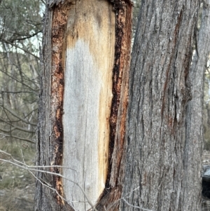 Eucalyptus macrorhyncha at Aranda, ACT - 29 Jul 2023 05:00 PM