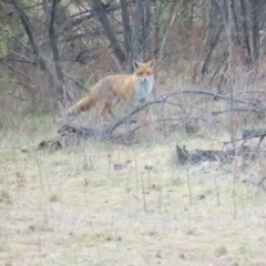 Vulpes vulpes (Red Fox) at Cotter River, ACT - 29 Jul 2023 by BenW