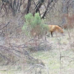 Vulpes vulpes at Cotter River, ACT - 29 Jul 2023