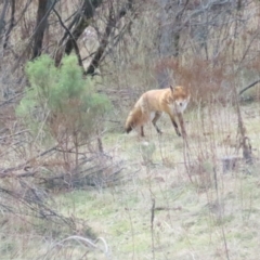 Vulpes vulpes at Cotter River, ACT - 29 Jul 2023 12:16 PM