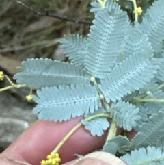 Acacia baileyana (Cootamundra Wattle, Golden Mimosa) at Aranda, ACT - 29 Jul 2023 by lbradley